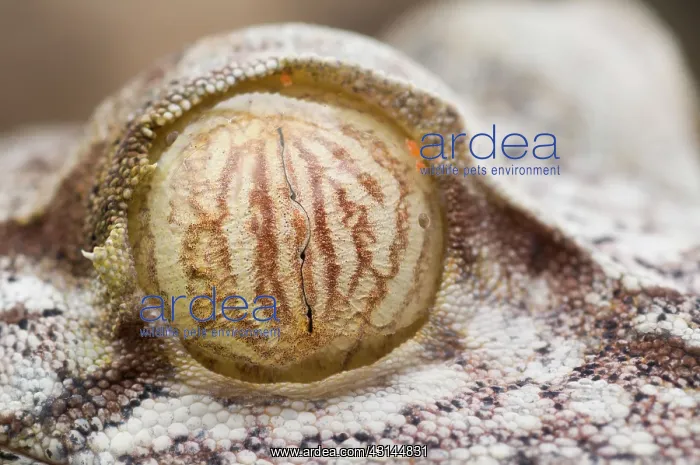 : Leaf-tailed Gecko : Leaf-tailed Gecko