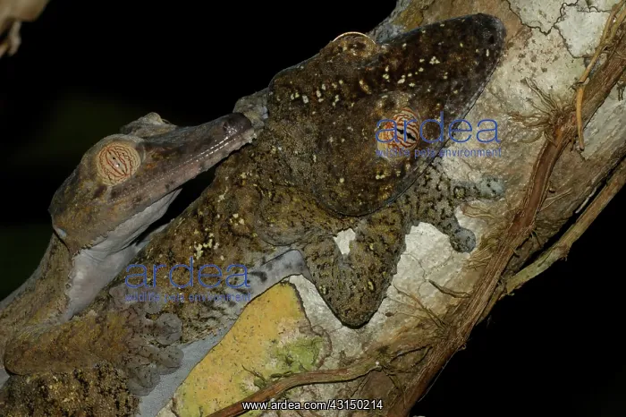 : Leaf-tailed Gecko : Leaf-tailed Gecko