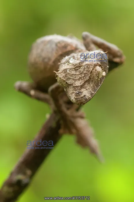 : Leaf-tailed Gecko : Leaf-tailed Gecko