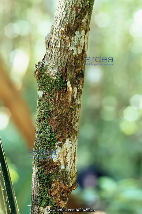 : Leaf-tailed GECKO - camouflaged on branch, endemic : Leaf-tailed GECKO - camouflaged on branch, endemic
