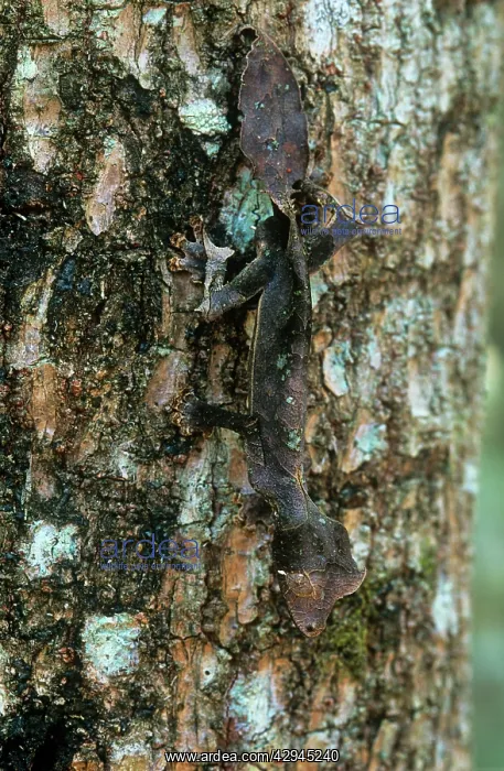 : Leaf-tailed GECKO - camouflaged full-length on : Leaf-tailed GECKO - camouflaged full-length on
