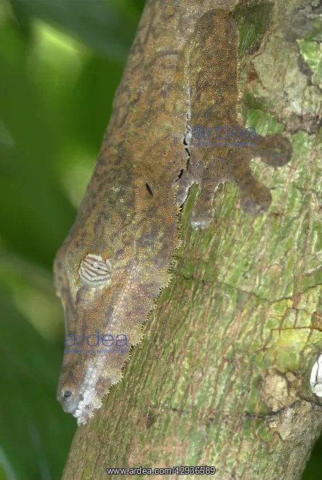 : Leaf-tailed gecko, close up of head on tree : Leaf-tailed gecko, close up of head on tree