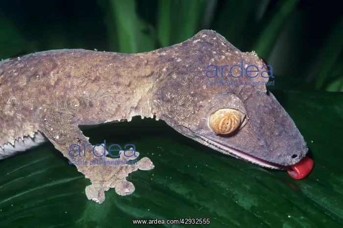 : Leaf-tailed Gecko - drinking : Leaf-tailed Gecko - drinking