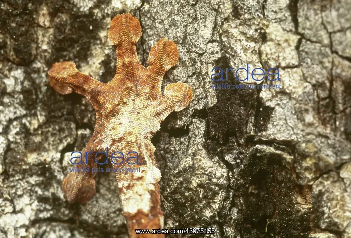 : Leaf-tailed Gecko foot : Leaf-tailed Gecko foot