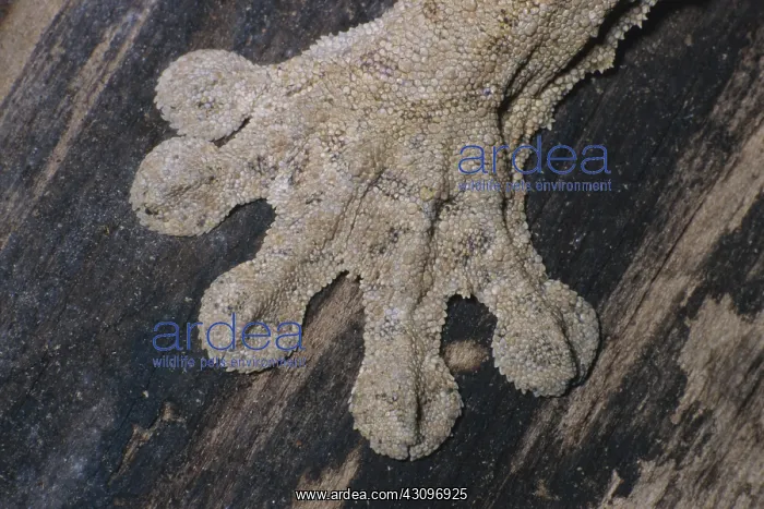 : Leaf-tailed Gecko Foot : Leaf-tailed Gecko Foot
