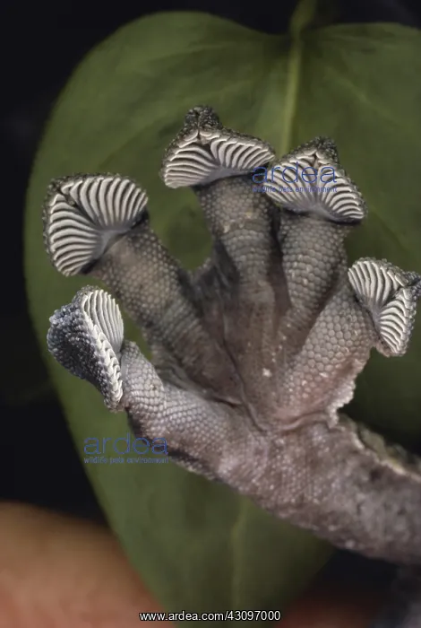 : Leaf-tailed Gecko Foot : Leaf-tailed Gecko Foot