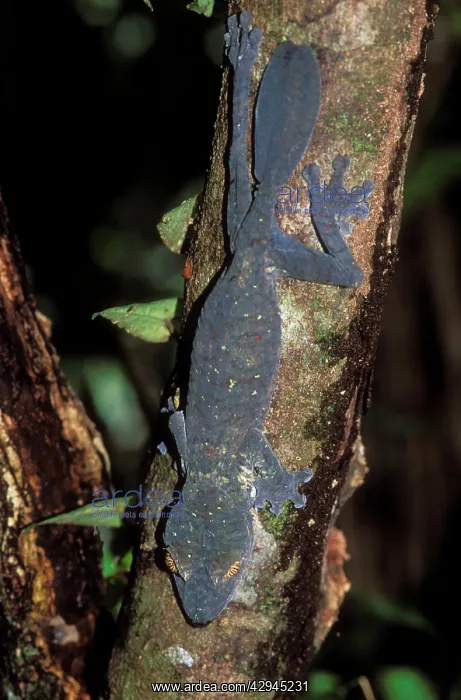 : Leaf-tailed GECKO - full-length on branch, endemic : Leaf-tailed GECKO - full-length on branch, endemic