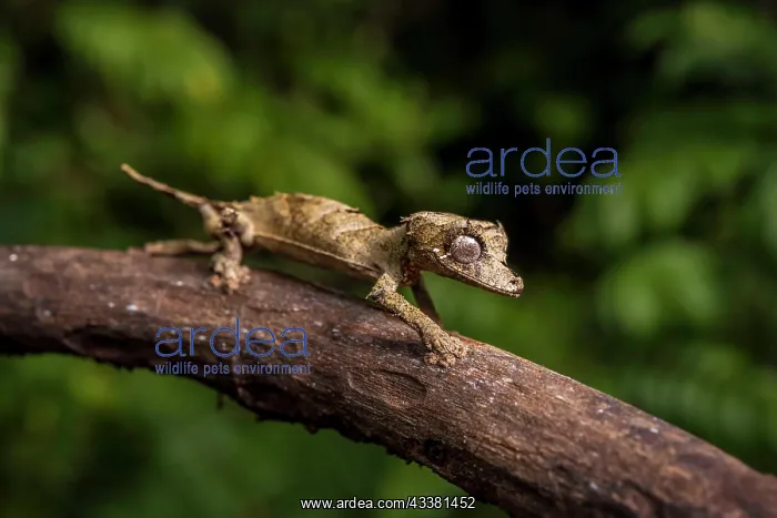 : Leaf-tailed gecko of the genus (Uroplatus fetsy) : Leaf-tailed gecko of the genus (Uroplatus fetsy)