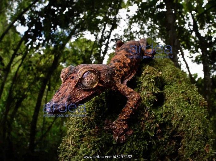 : A leaf-tailed gecko of the genus (Uroplatus gigantaeus) : A leaf-tailed gecko of the genus (Uroplatus gigantaeus)