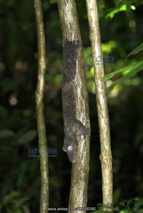 : Leaf-tailed gecko - On tree : Leaf-tailed gecko - On tree