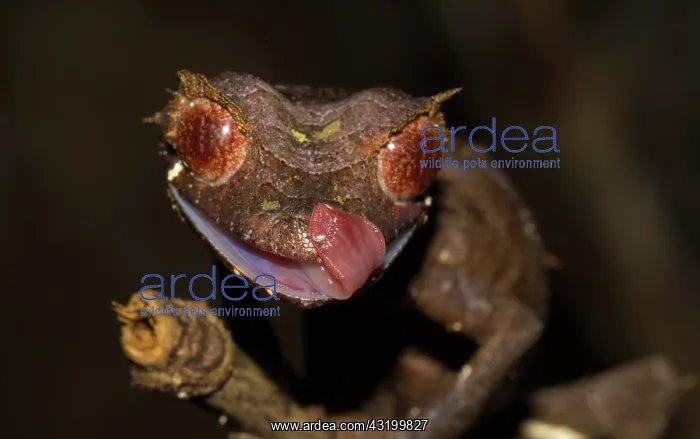 : Leaf-tailed gecko (Uroplatus cf. ebenaui), Rainforest : Leaf-tailed gecko (Uroplatus cf. ebenaui), Rainforest