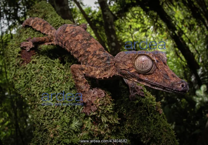 : Leaf-tailed gecko (Uroplatus cf. gigantaeus) in : Leaf-tailed gecko (Uroplatus cf. gigantaeus) in