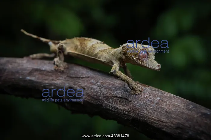 : Leaf-tailed gecko (Uroplatus fetsy) in the dry forests : Leaf-tailed gecko (Uroplatus fetsy) in the dry forests