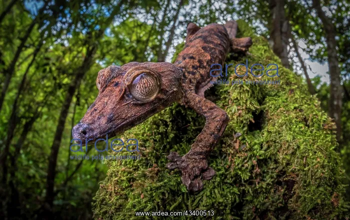  : Leaf-tailed gecko (Uroplatus gigantaeus) in the