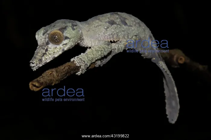  : Leaf-tailed gecko (Uroplatus giganteus), young