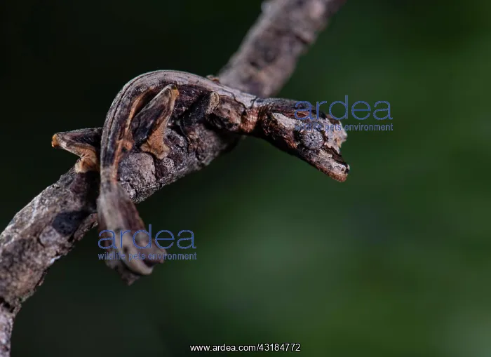 : Leaf-tailed gecko (Uroplatus guentheri) in the dry : Leaf-tailed gecko (Uroplatus guentheri) in the dry