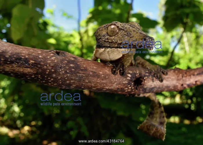 : Leaf-tailed gecko (Uroplatus henkeli) in the dry : Leaf-tailed gecko (Uroplatus henkeli) in the dry