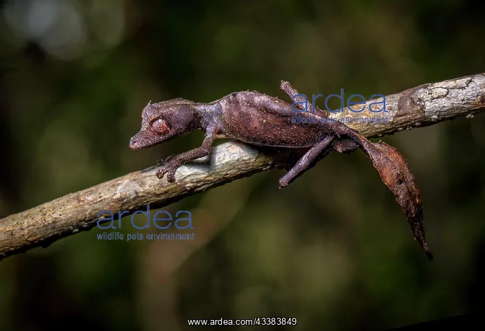 : A leaf-tailed gecko (Uroplatus phantasticus) of the genus in : A leaf-tailed gecko (Uroplatus phantasticus) of the genus in