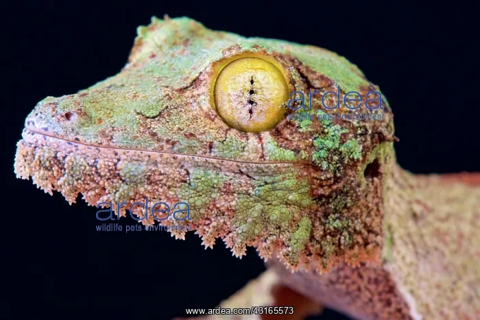 : Leaf-tailed gecko (Uroplatus sikorae), Madagascar : Leaf-tailed gecko (Uroplatus sikorae), Madagascar