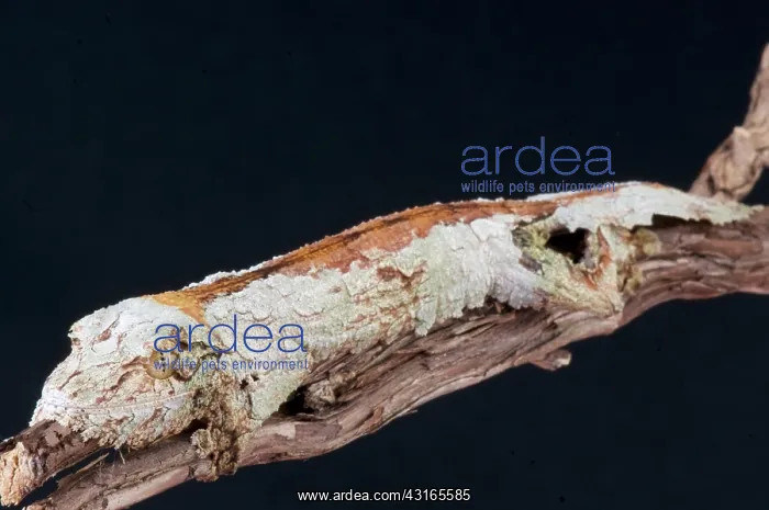  : Leaf-tailed gecko (Uroplatus sikorae), Madagascar