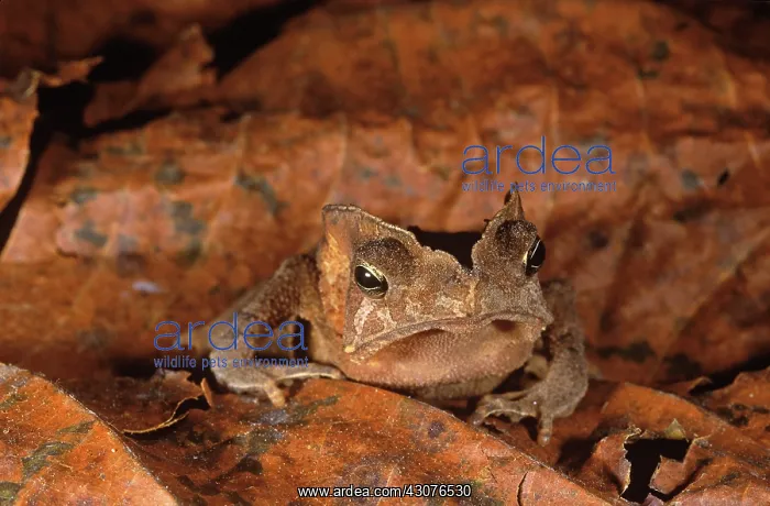 : Toad. A leaf toad (Bufo typhonius or Bufo margaritifer) blends in with : Toad. A leaf toad (Bufo typhonius or Bufo margaritifer) blends in with