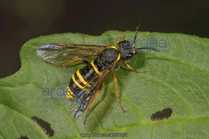 : Leaf wasp (Tenthredinidae) on a leaf, Untergr&, x1aea6e;gen : Leaf wasp (Tenthredinidae) on a leaf, Untergr&, x1aea6e;gen