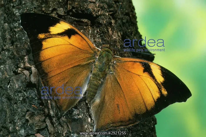 : LEAF WING BUTTERFLY - ON BARK : LEAF WING BUTTERFLY - ON BARK