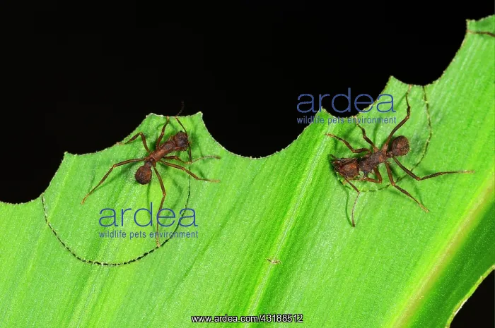 : Leafcutter Ant (Atta sp.), two adults, cutting segments : Leafcutter Ant (Atta sp.), two adults, cutting segments