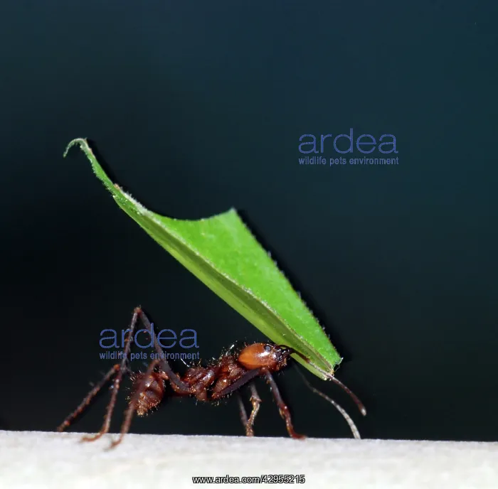 : Leafcutter Ant - carrying fragments of harvested : Leafcutter Ant - carrying fragments of harvested