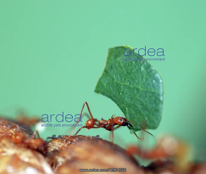 : Leafcutter Ant - carrying leaf : Leafcutter Ant - carrying leaf