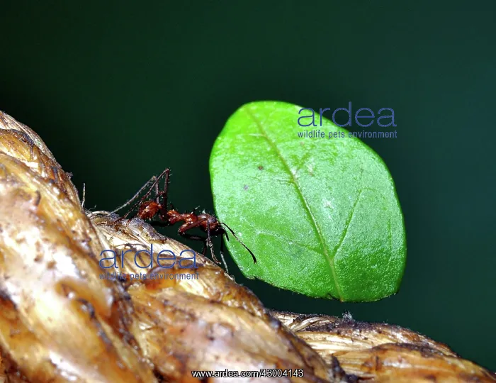 : Leafcutter Ant carrying leaf fragment back to its nest : Leafcutter Ant carrying leaf fragment back to its nest