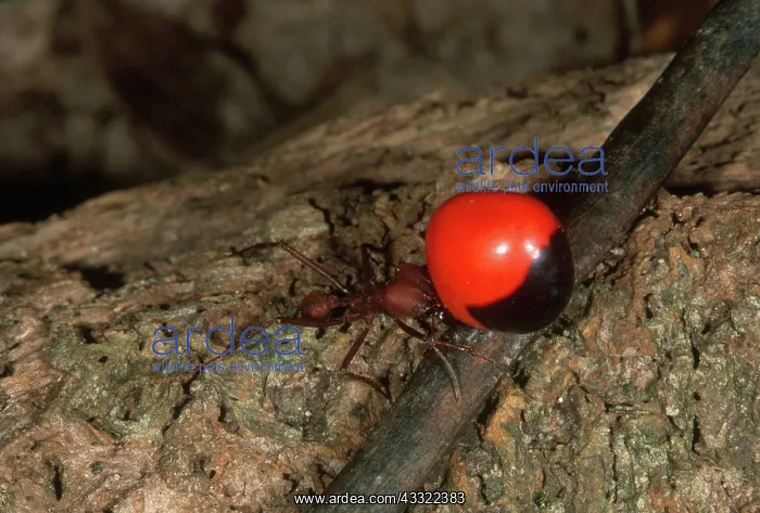 : Leafcutter Ant Carrying Seed : Leafcutter Ant Carrying Seed