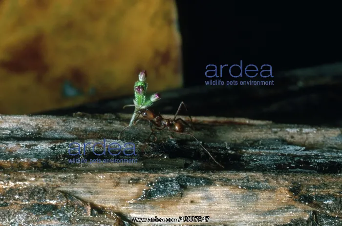 : Leafcutter Ant with Flowers : Leafcutter Ant with Flowers