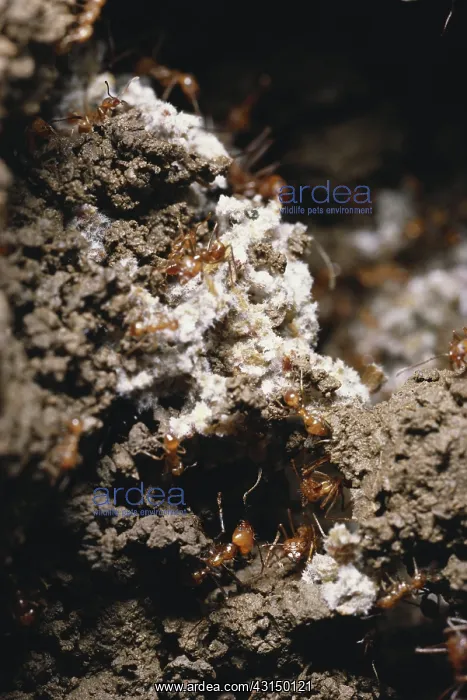 : Leafcutter Ant Fungus Garden : Leafcutter Ant Fungus Garden