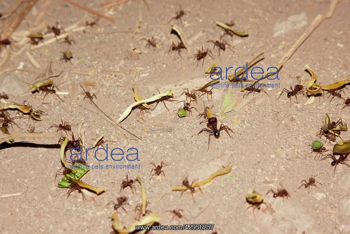: Leafcutter ants on the move : Leafcutter ants on the move