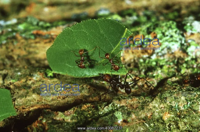 : Leafcutter Ants : Leafcutter Ants