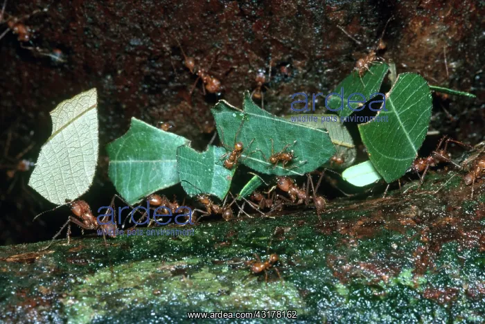 : Leafcutter ants : Leafcutter ants