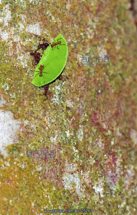 : Leafcutter Ants (Atta sp.) carrying leaf : Leafcutter Ants (Atta sp.) carrying leaf