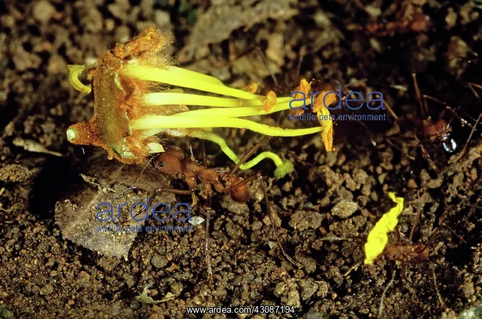 : Leafcutter Ants Carrying Flower : Leafcutter Ants Carrying Flower