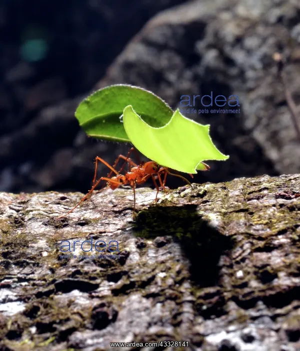 : Leafcutter Ants - carrying leaf fragments underground : Leafcutter Ants - carrying leaf fragments underground