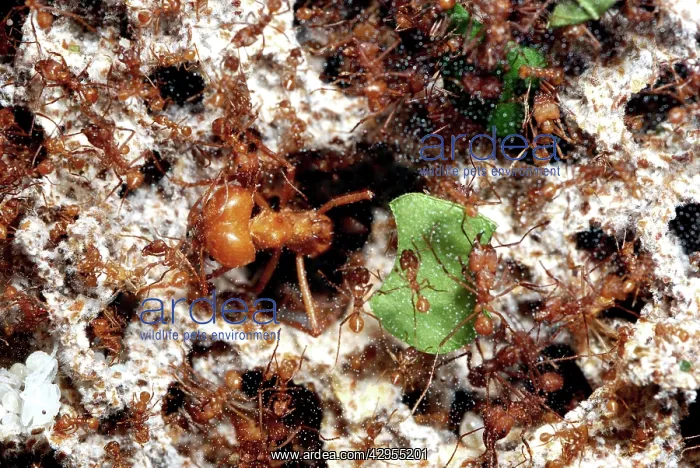 : Leafcutter Ants - massive soldier ant guarding the workers : Leafcutter Ants - massive soldier ant guarding the workers
