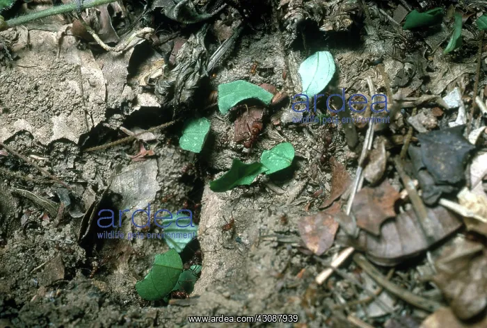 : Leafcutter Ants at Nest : Leafcutter Ants at Nest
