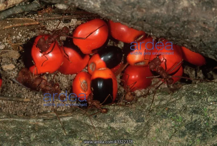 : Leafcutter Ants Storing Seeds : Leafcutter Ants Storing Seeds