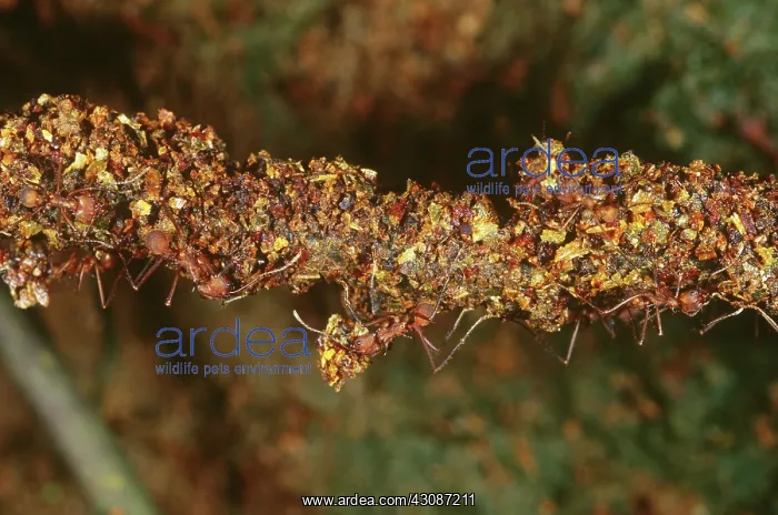 : Leafcutter Ants with Trash : Leafcutter Ants with Trash