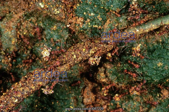 : Leafcutter Ants with Trash : Leafcutter Ants with Trash