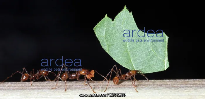 : Leafcutter Ants - workers carrying harvested leaf : Leafcutter Ants - workers carrying harvested leaf