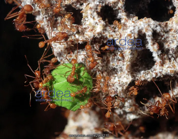 : Leafcutter Ants - workers carrying harvested leaf : Leafcutter Ants - workers carrying harvested leaf