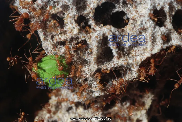 : Leafcutter Ants - workers dragging a piece of leaf : Leafcutter Ants - workers dragging a piece of leaf