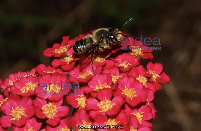 : Leafcutter Bee : Leafcutter Bee