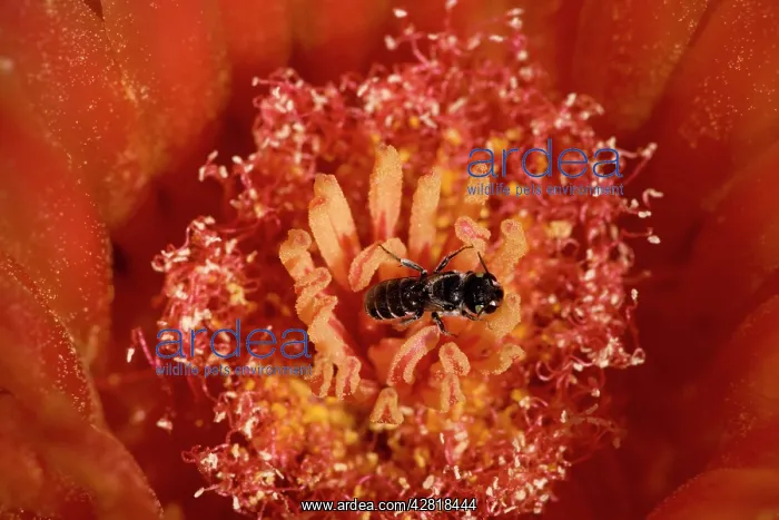 : Leafcutting Bee - on fishhook barrel cactus blossum : Leafcutting Bee - on fishhook barrel cactus blossum